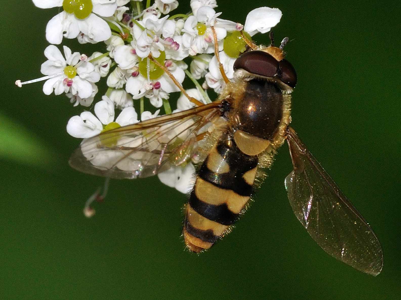 Syrphidae - Epistrophe sp. ?